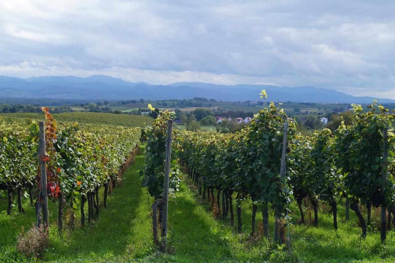 Weingut Landmann Ferienwohnungen Freiburg im Breisgau Exterior photo